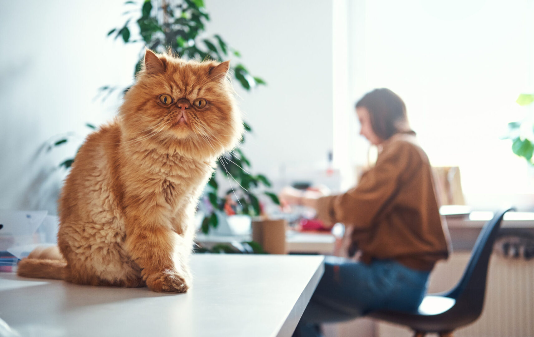 Cute ginger cat is sitting on the table while his mistress is working at the table.